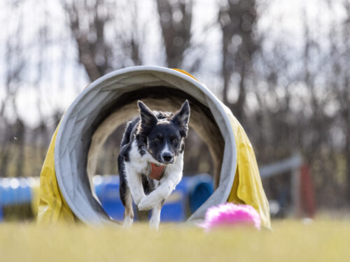 Nybörjarkurs agility